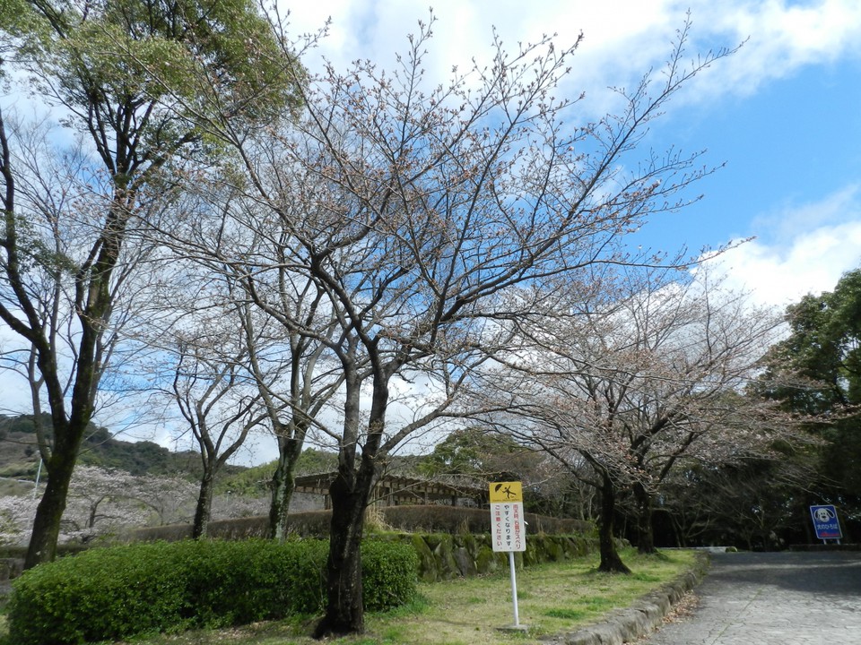桜が咲いていました～！