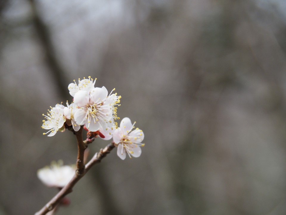 近つ飛鳥風土記の丘にさく梅の花。