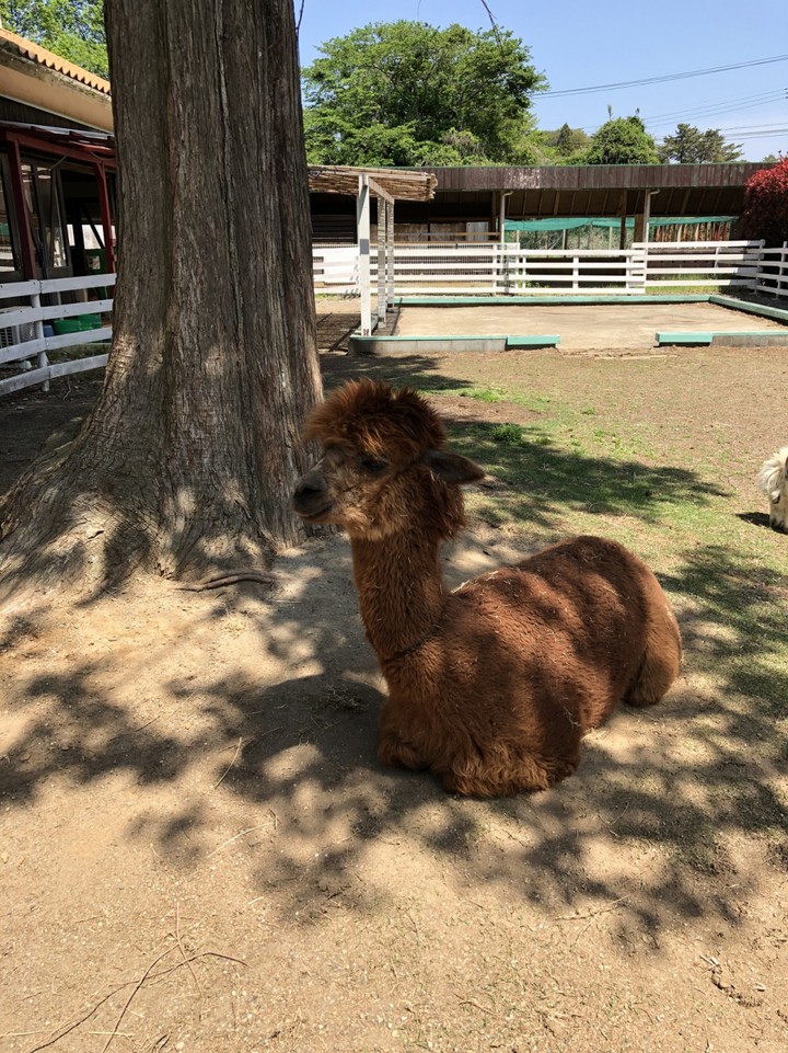 動物も