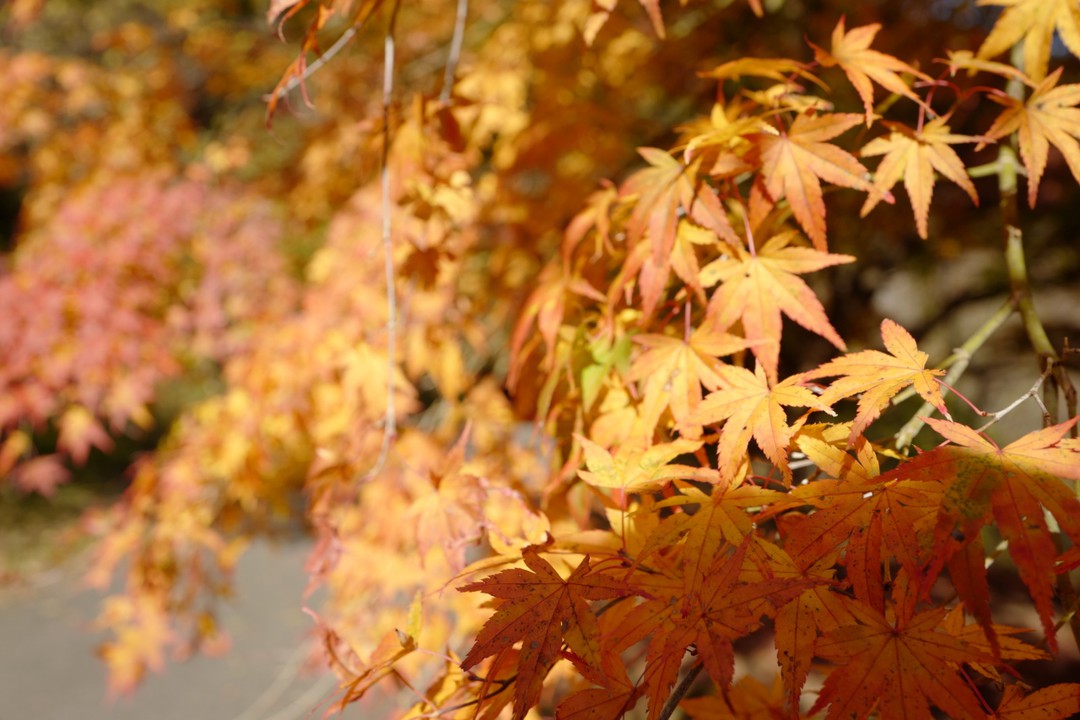 「西久保の切り返し」付近で見かけた、見事な紅葉。