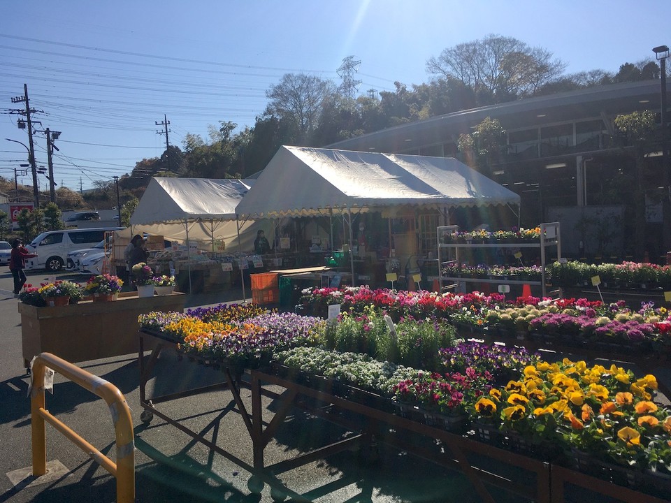 店頭に並ぶ花