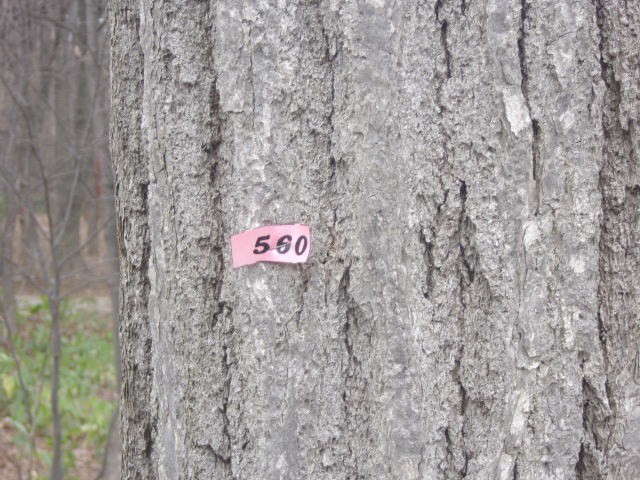 研究標本としても大切にされているコナラです