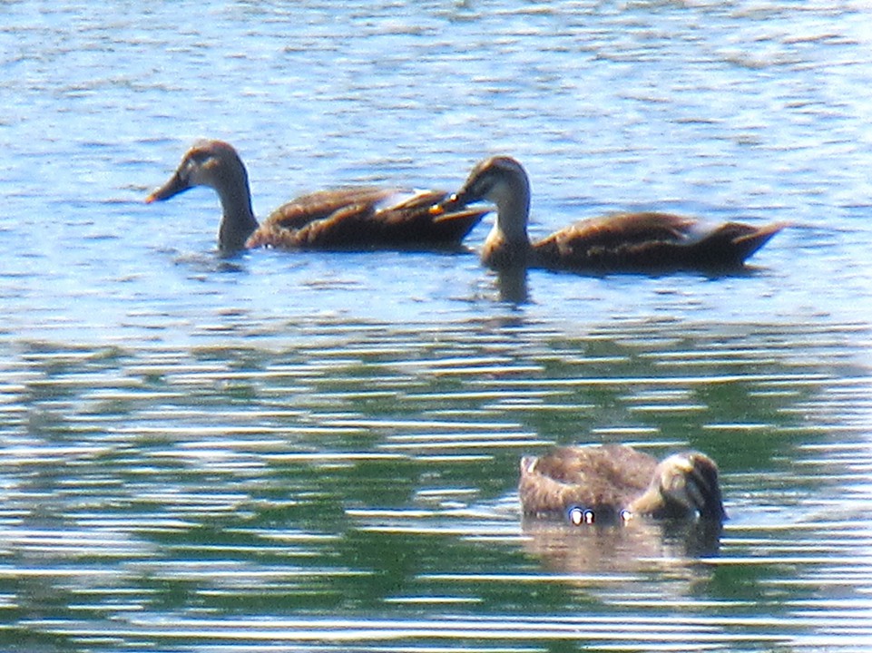ボート池のカルガモ