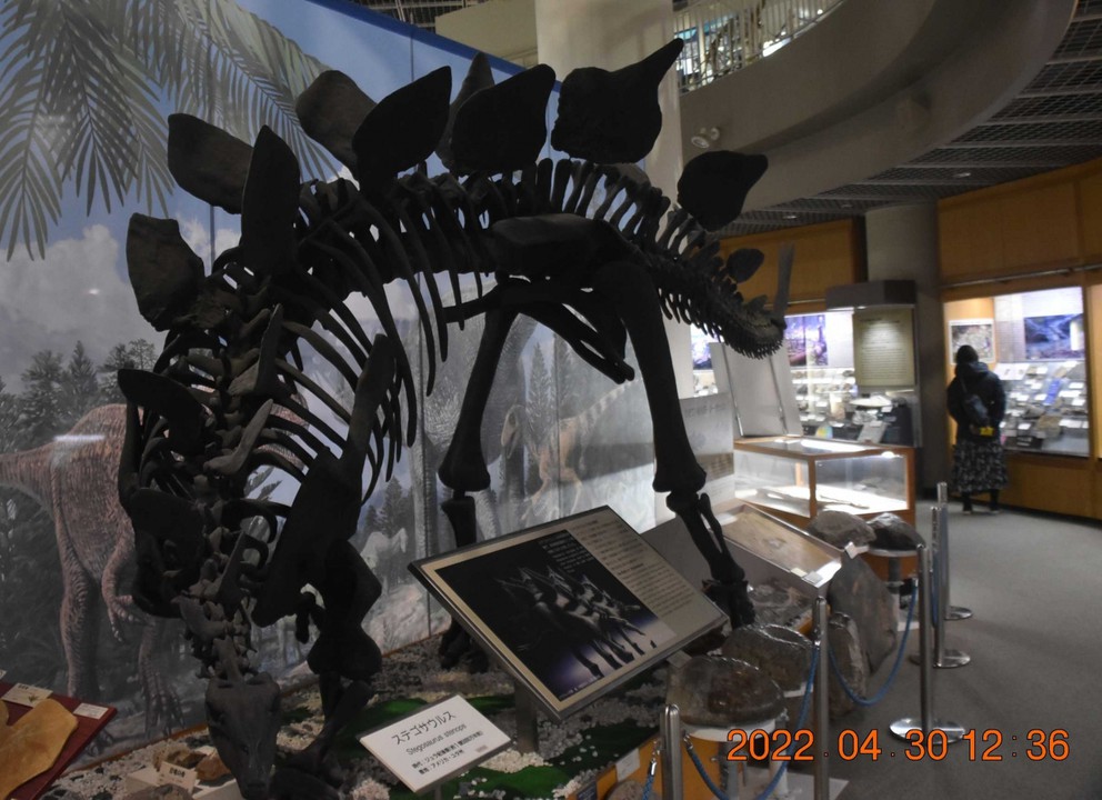化石類も様々に展示されています。