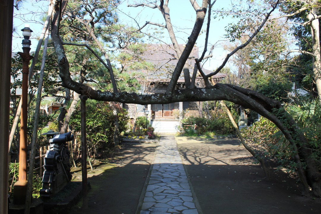 参道を遮る桜の木