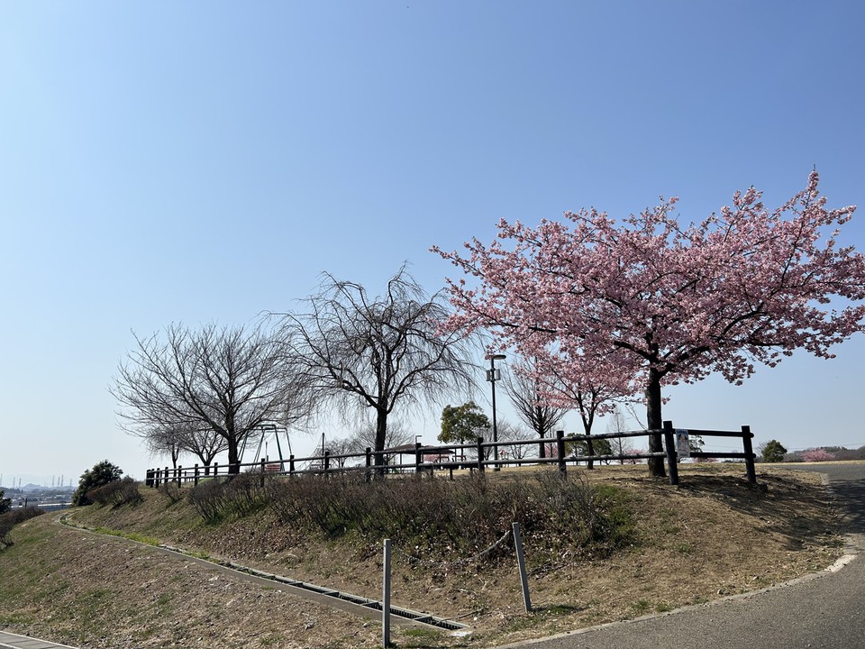 桜がちらほら