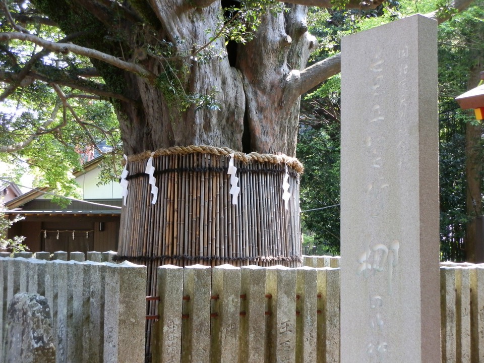 御神木の梛。向えに熊野神宝館があります。