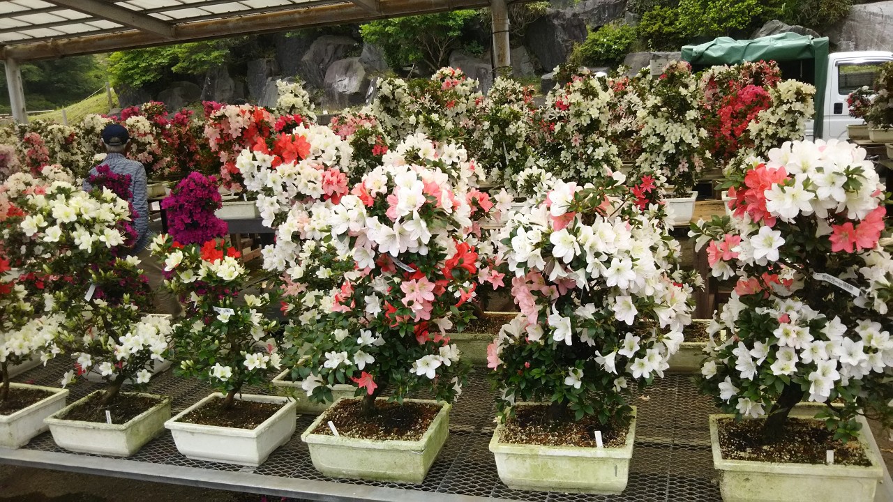 サツキの販売。