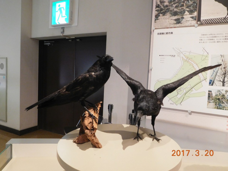 カラス