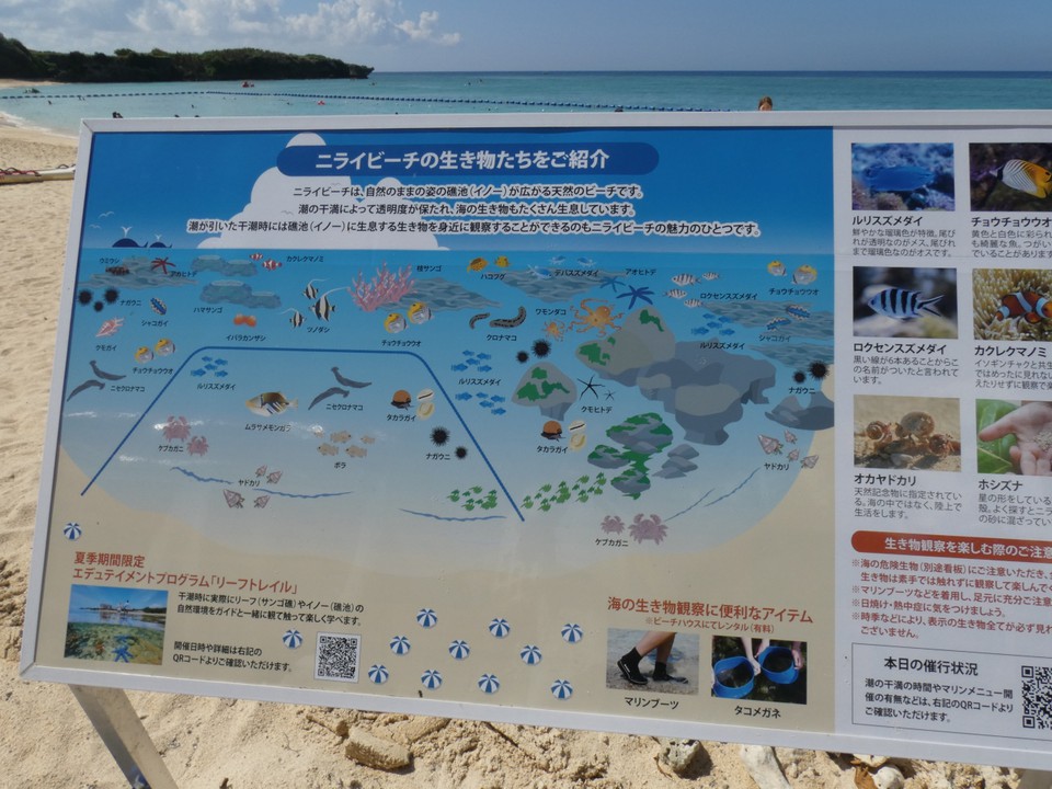 ニライビーチの熱帯魚