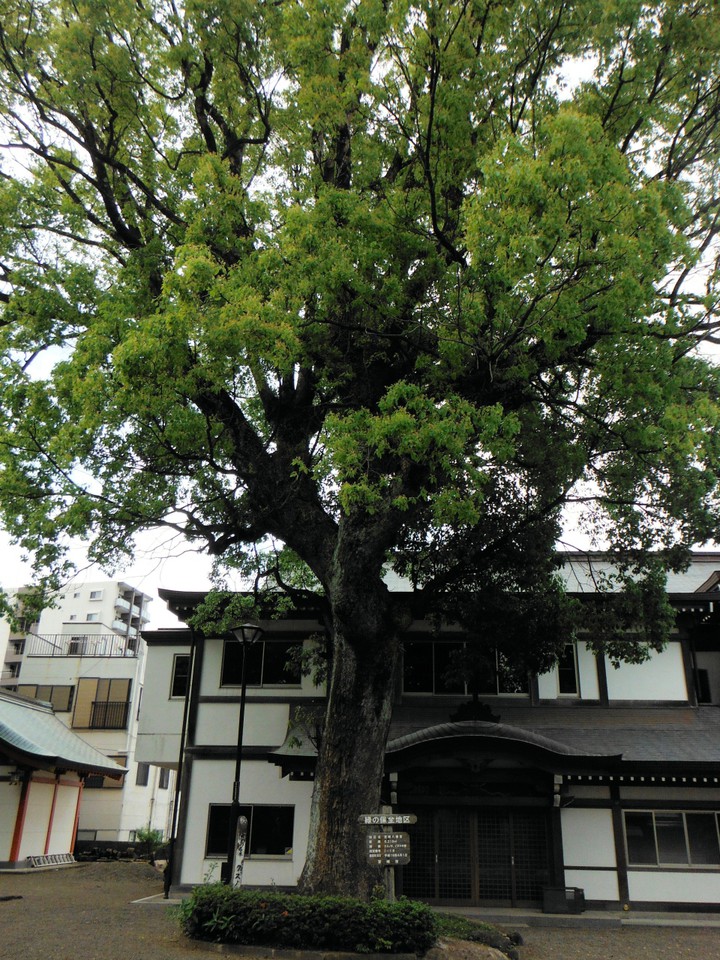 宮崎八幡宮(クスノキ)