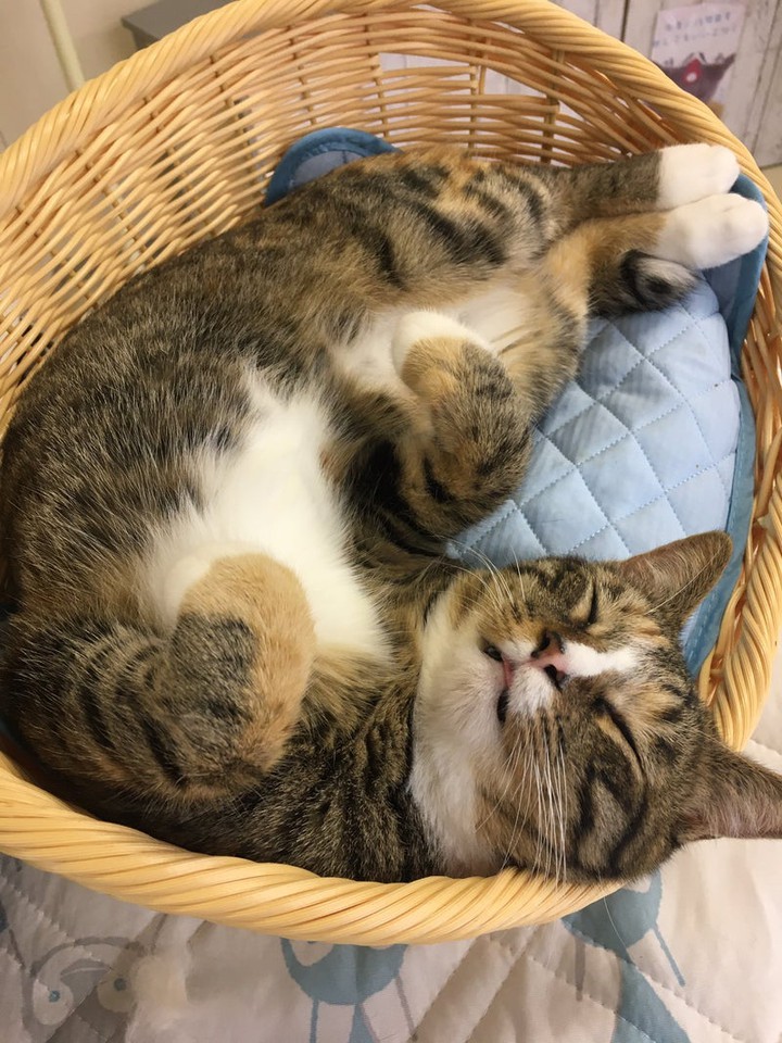 かわいい猫の画像。
