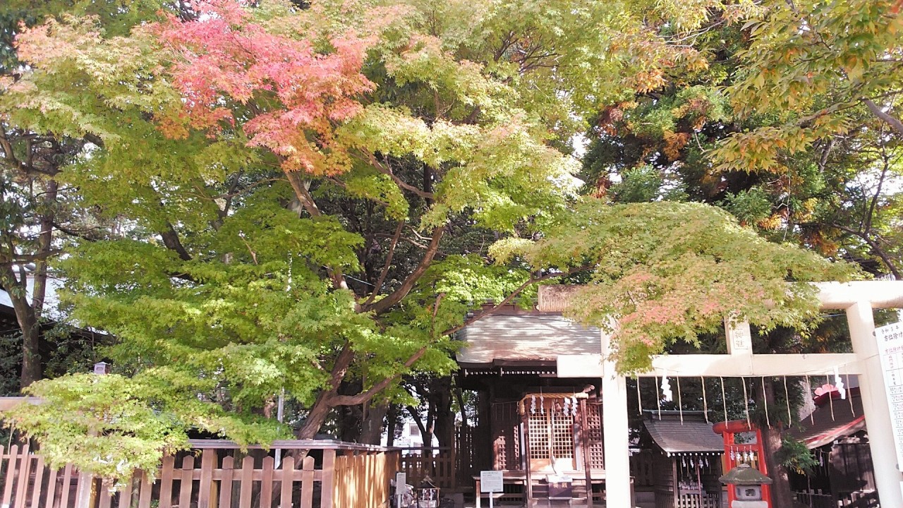 紅葉の始まったモミジ