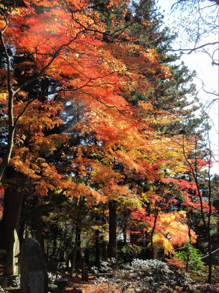 妙雲寺境内の渓谷歩道の紅葉