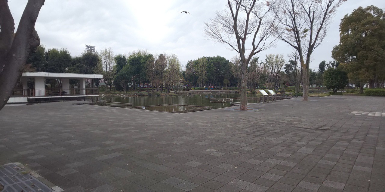 公園の池です！