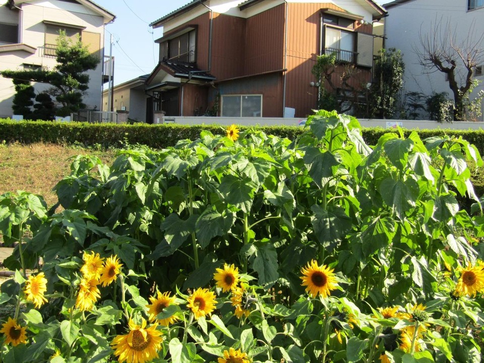 ヒマワリ畑