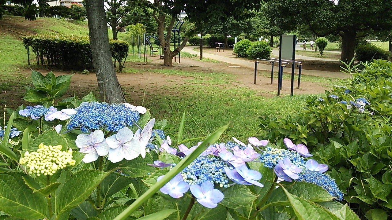 運動器具の近くに涼しげな青いアジサイが咲いていたり