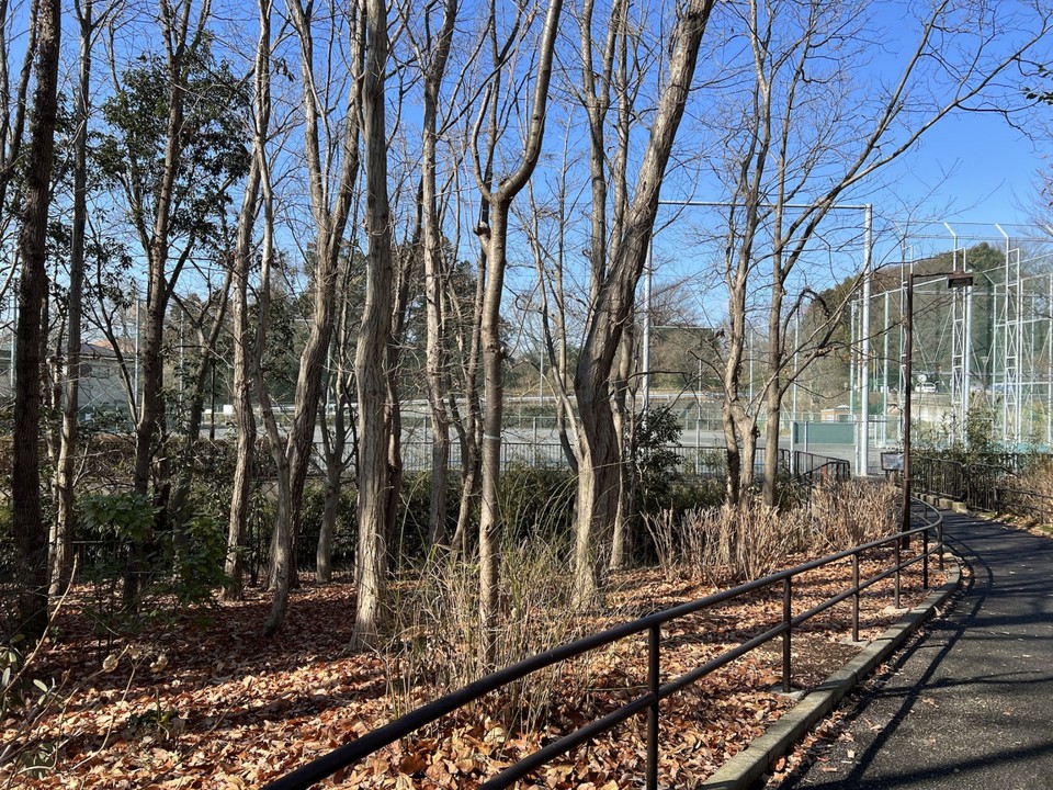 公園の遊歩道