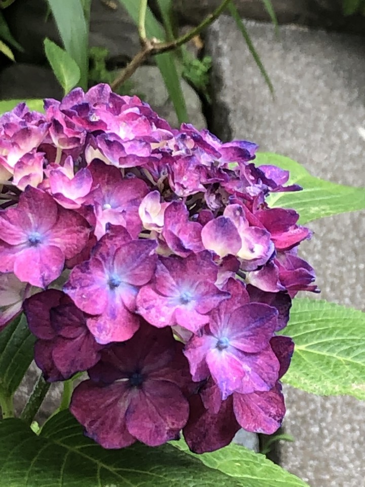日本の庭の中にある紫陽花を見て回ります。