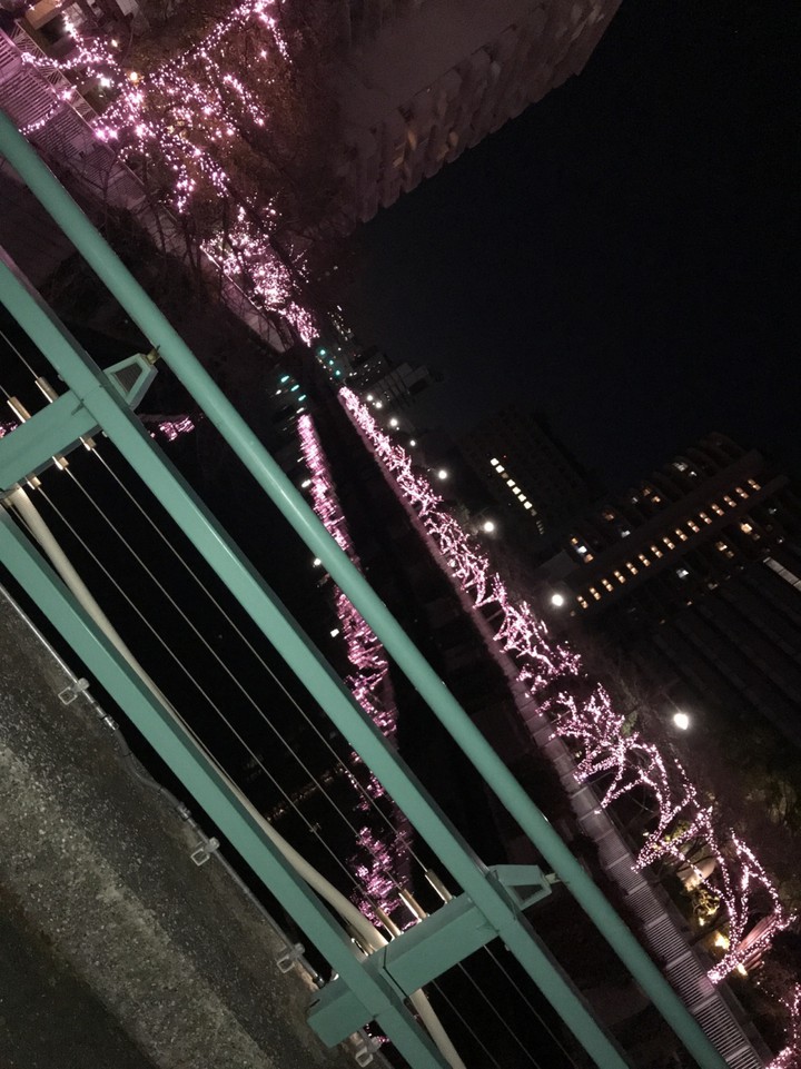川に反射して綺麗