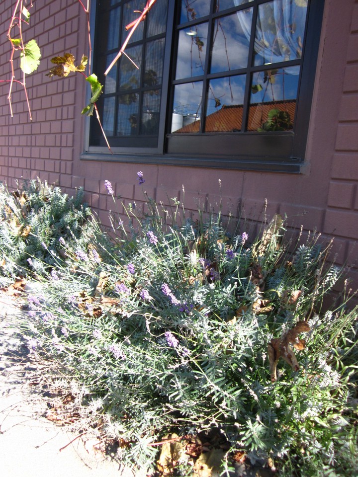 ラベンダーも咲いてました