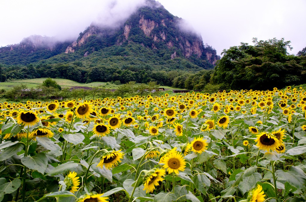 ひまわり畑
