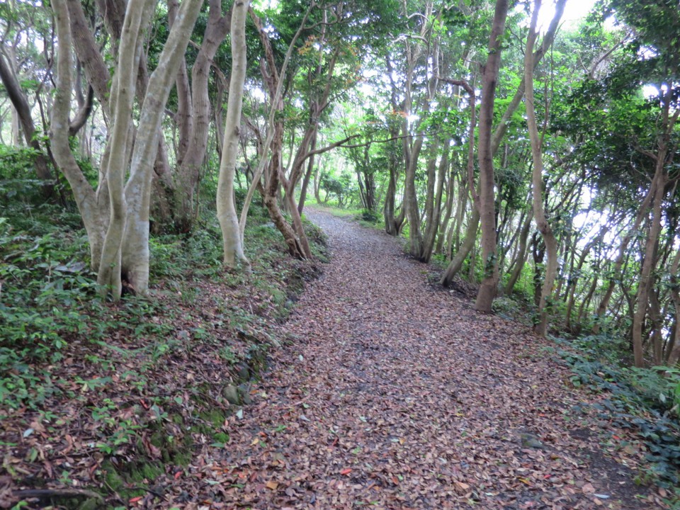 鯨崎展望台への山道