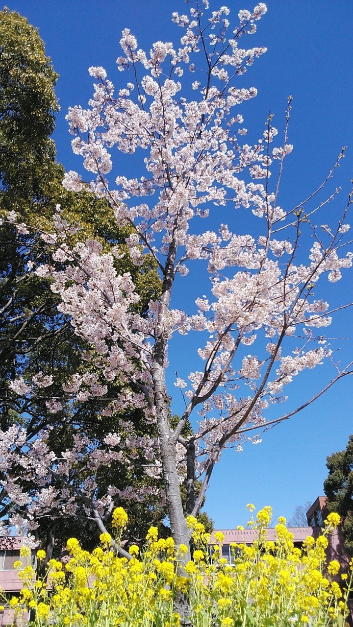 玉縄桜に菜の花