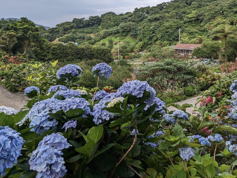 よへなあじさい園にて。