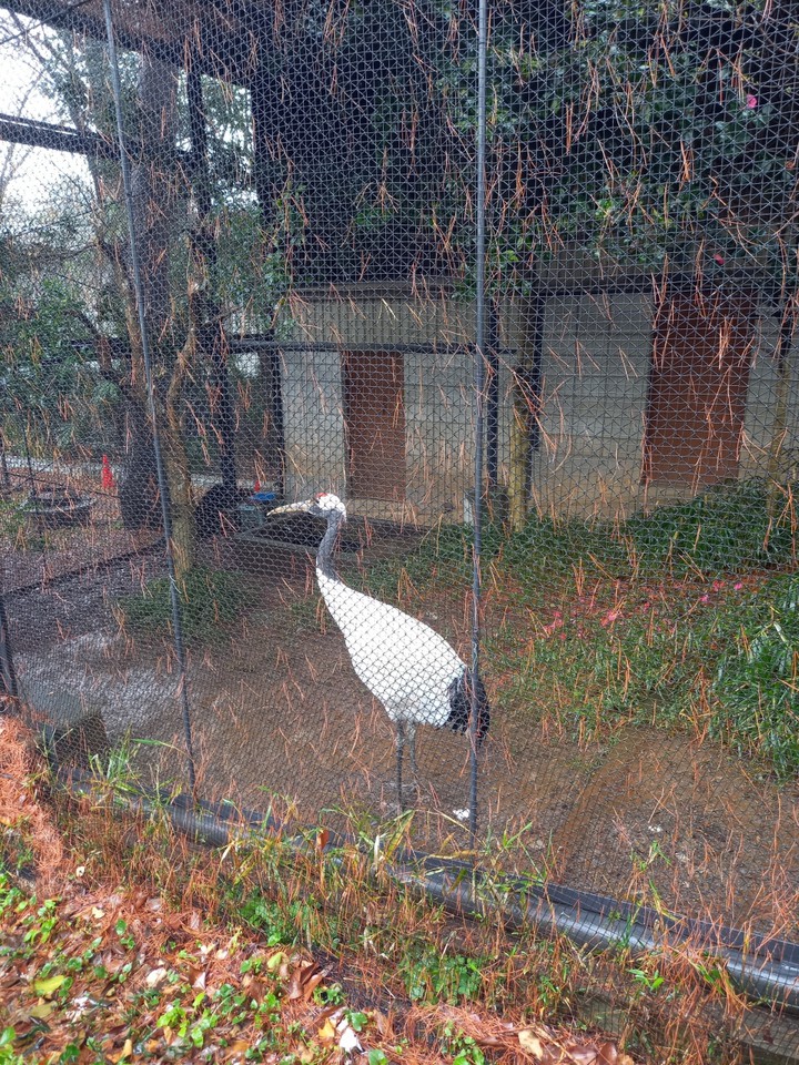 動物園の中にいた鶴