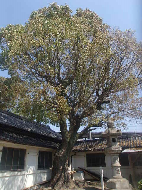 境内に威風堂々と聳えるクスノキの巨木の様子