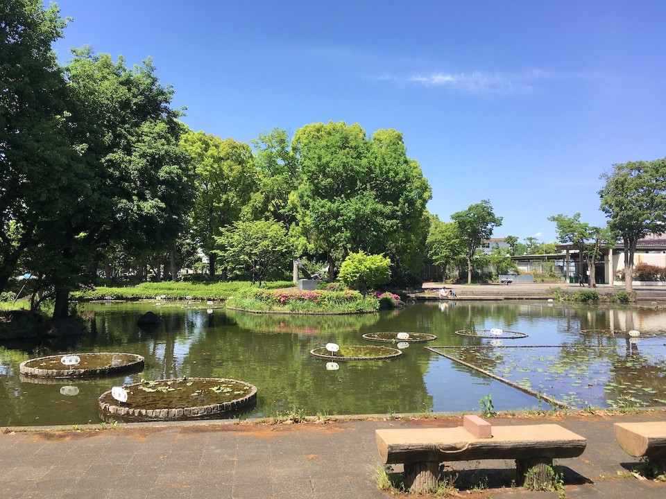 ハス池