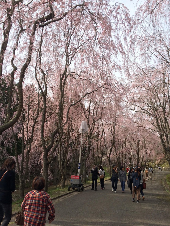 しだれ桜が綺麗でした
