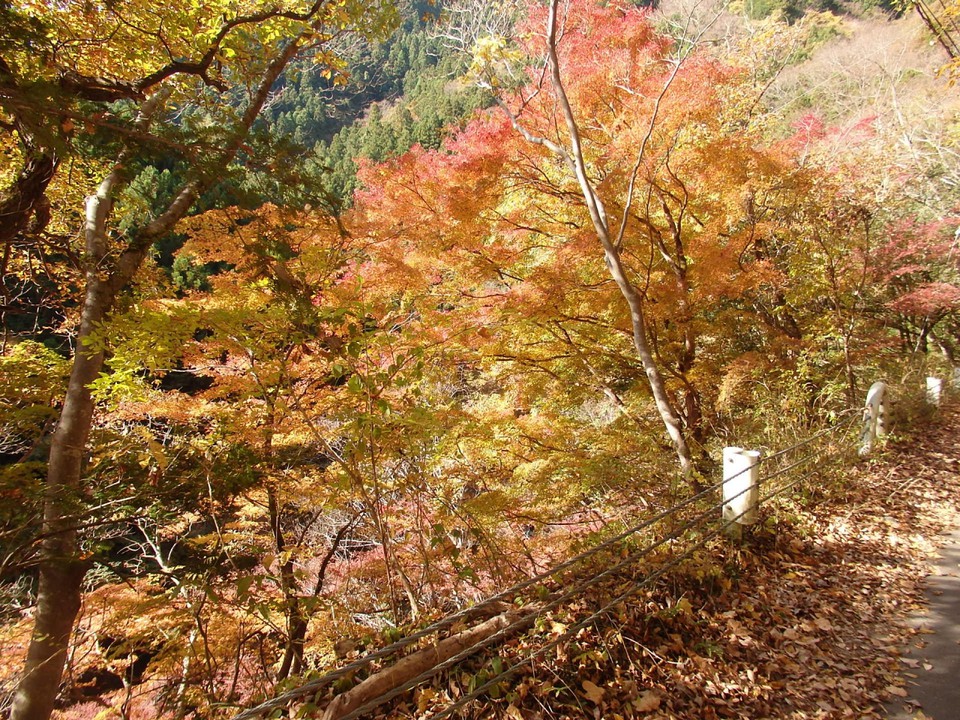 紅葉