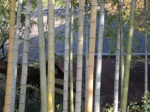 竹