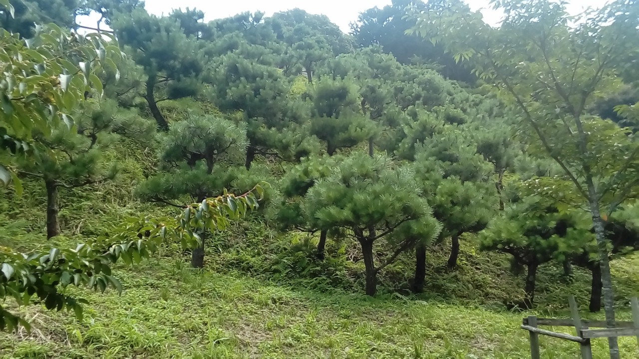 坂の途中