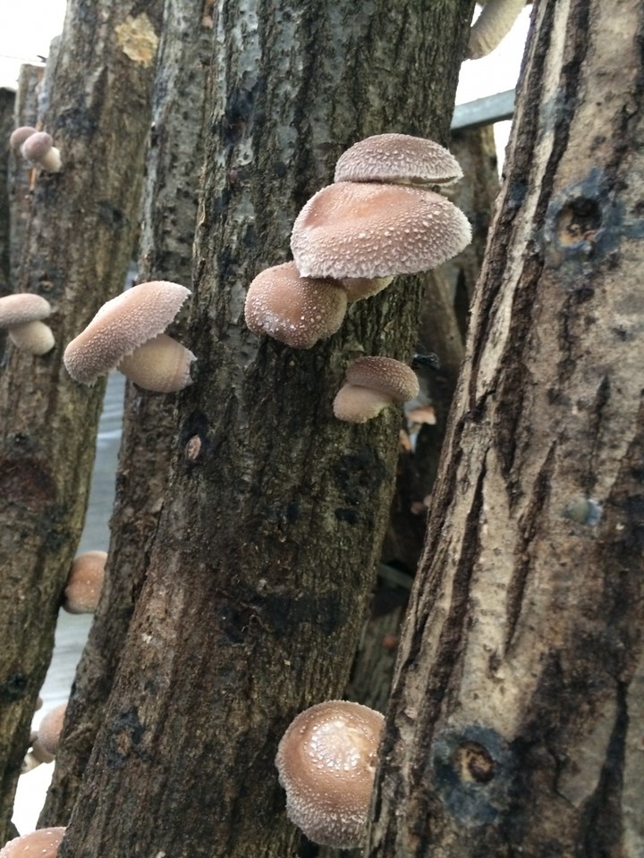 椎茸