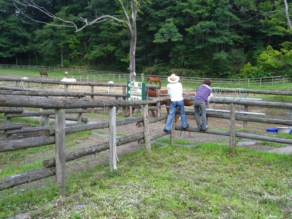入口には柵があり、馬が沢山飼われています。