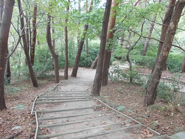 アカマツ林に続く遊歩道の様子