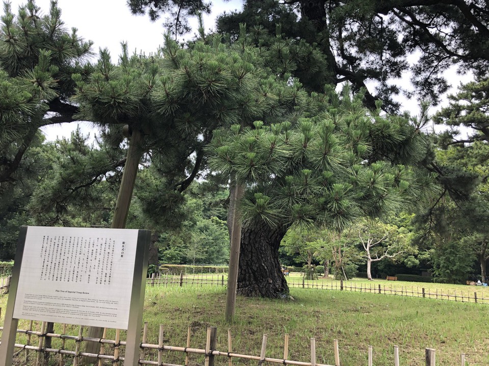閲兵式の松