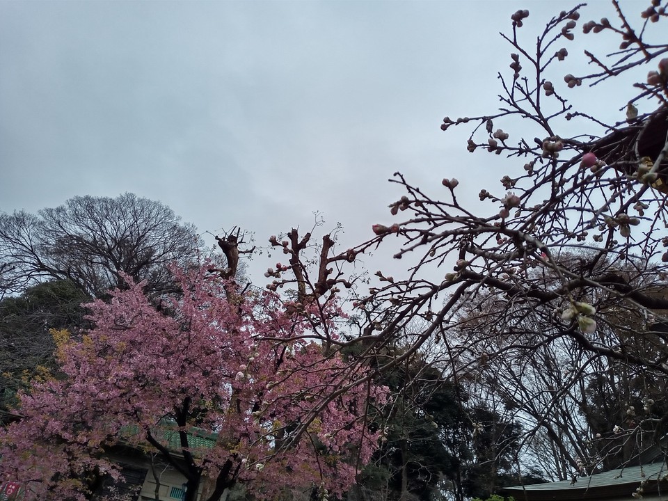 さくらの花と紅白梅の思いのまま
