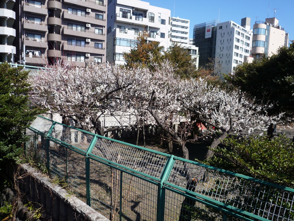 梅の木