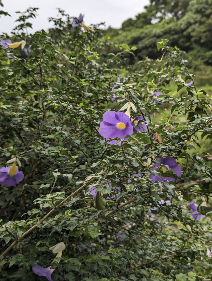 よへなあじさい園にて。