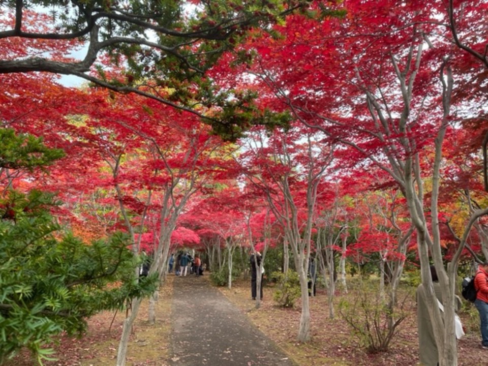 種類がたくさん植えられているので、選べばピークの木も