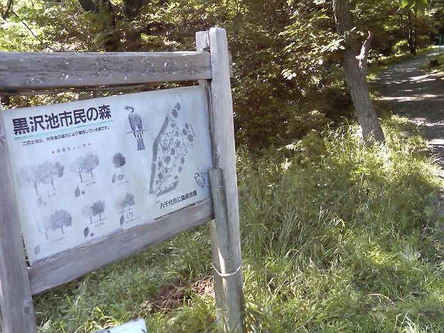 背の高い木々に囲まれて緑が一杯の公園です