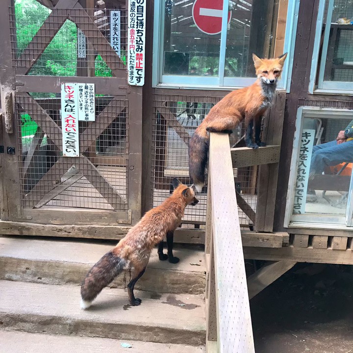 そこかしこにキツネがうろちょろ