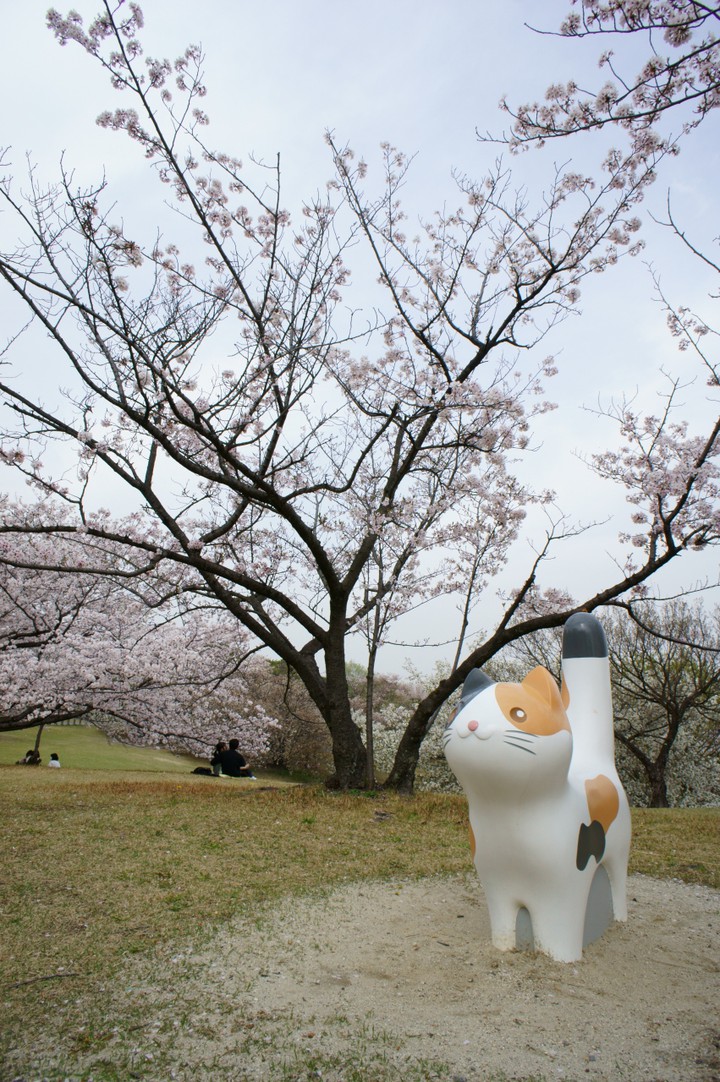 2021年は桜の見頃があっという間に過ぎた