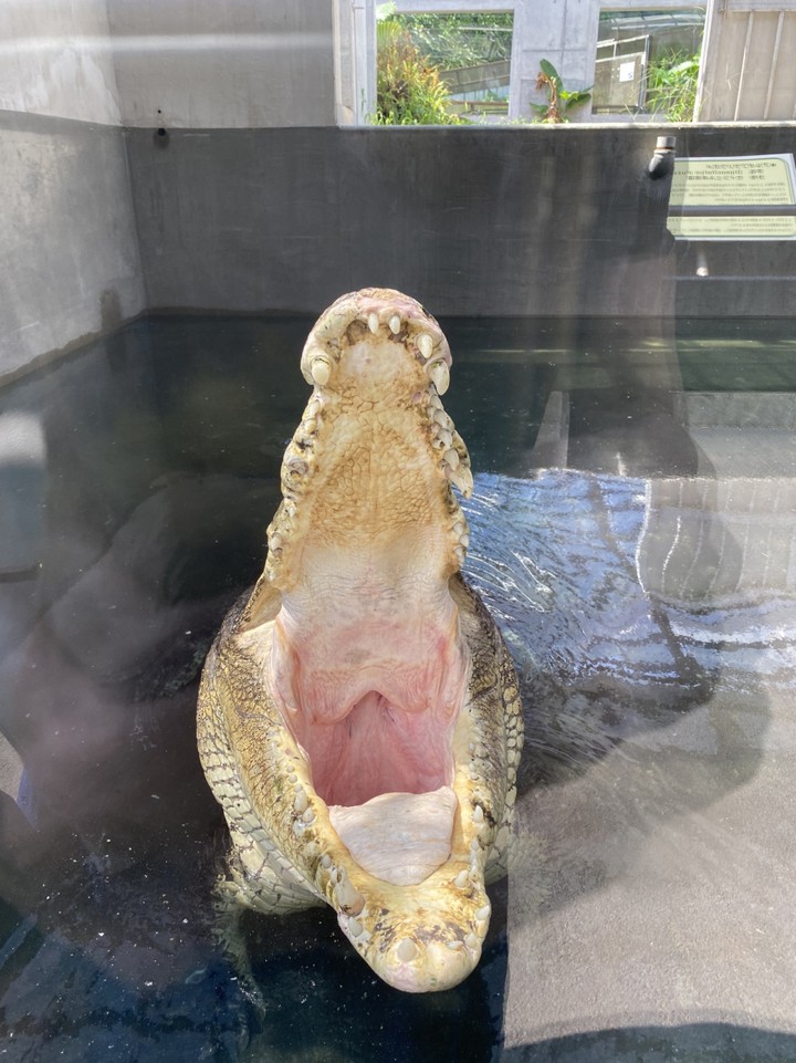 ワニのあくび