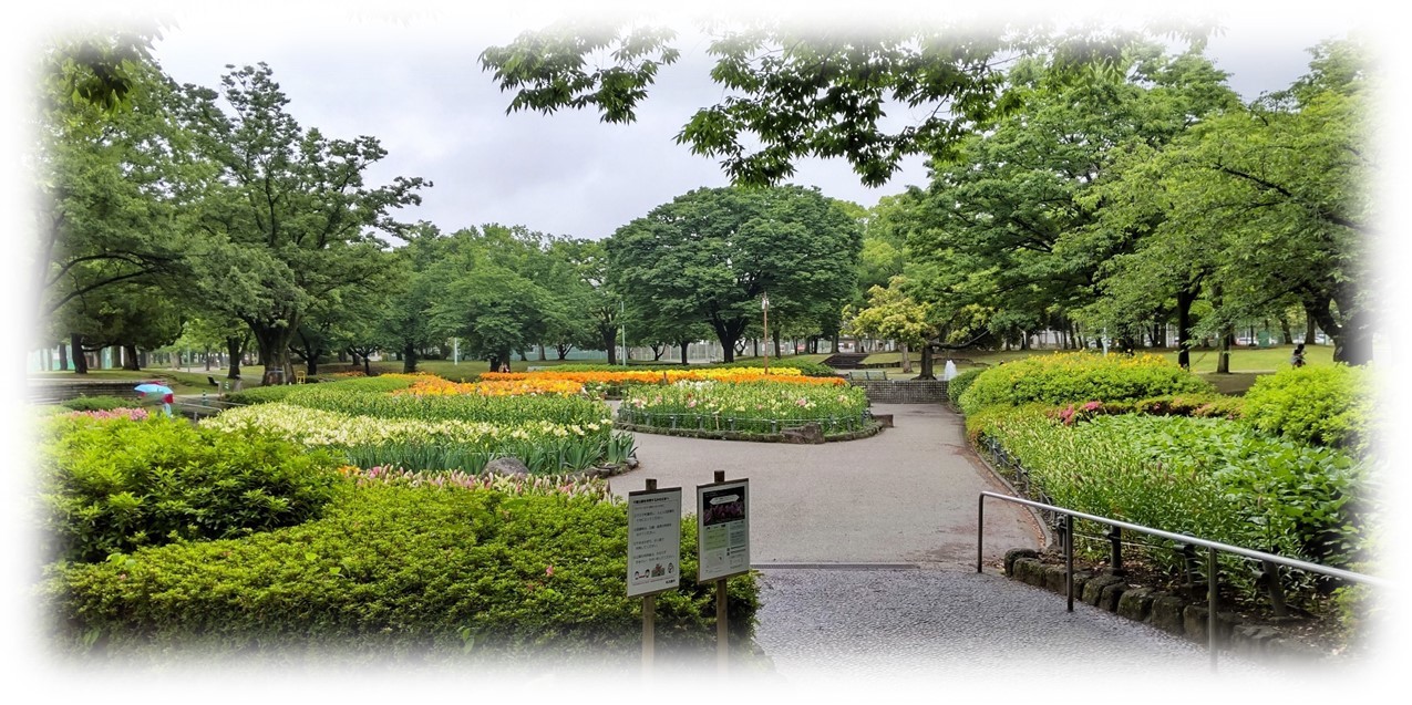 公園南側からユリ園の眺め