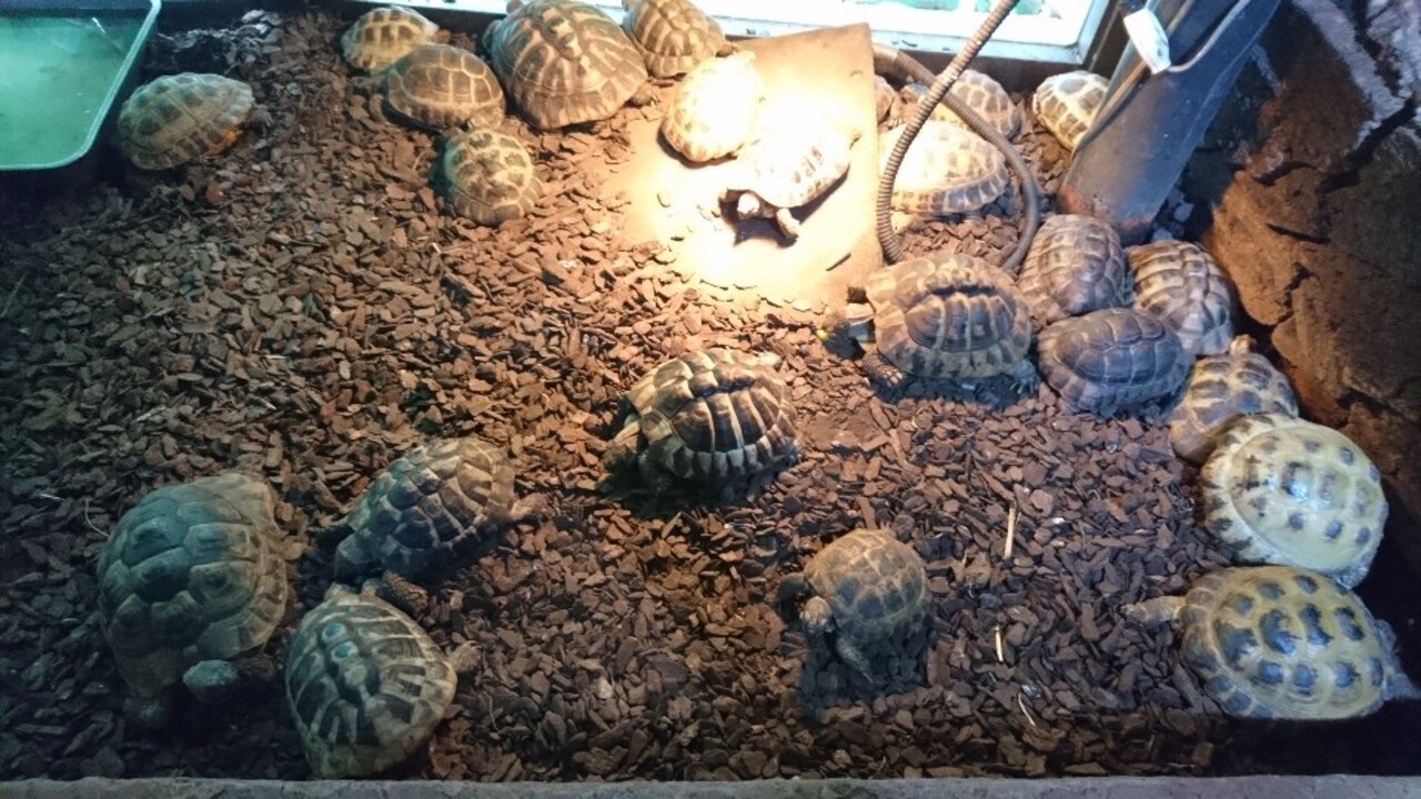 カメいすぎ